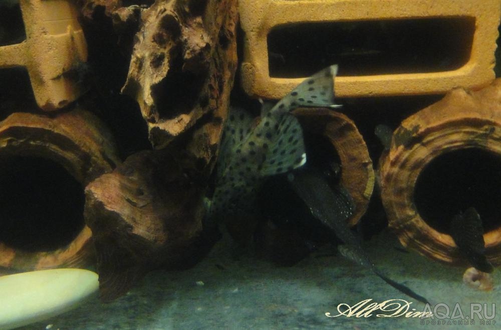 L-264Leporacanthicus joselimai (Sultan pleco)