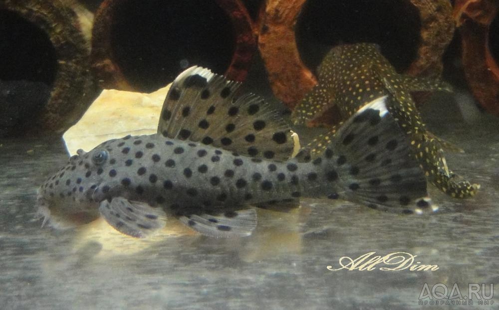 L-264Leporacanthicus joselimai (Sultan pleco)