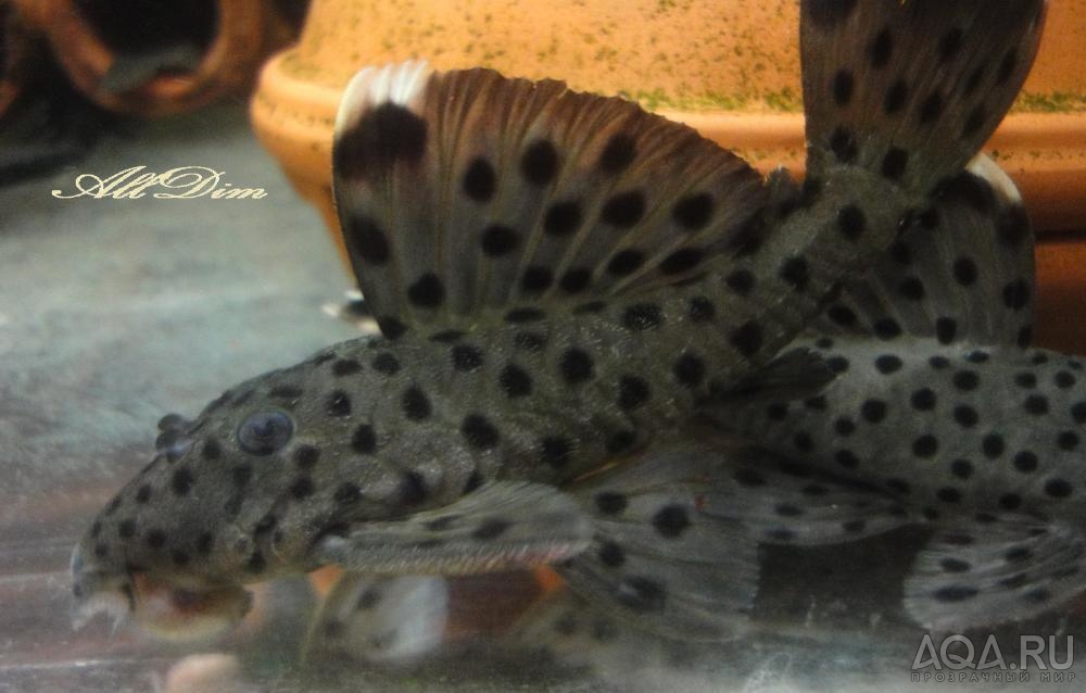 L-264Leporacanthicus joselimai (Sultan pleco)