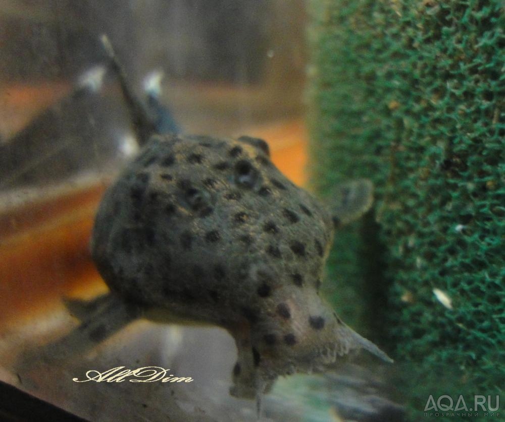 L-264Leporacanthicus joselimai (Sultan pleco)