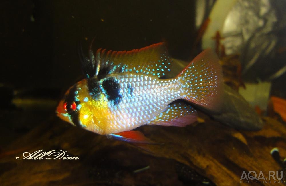 Апистограмма Рамиреса (Mikrogeophagus ramirezi)