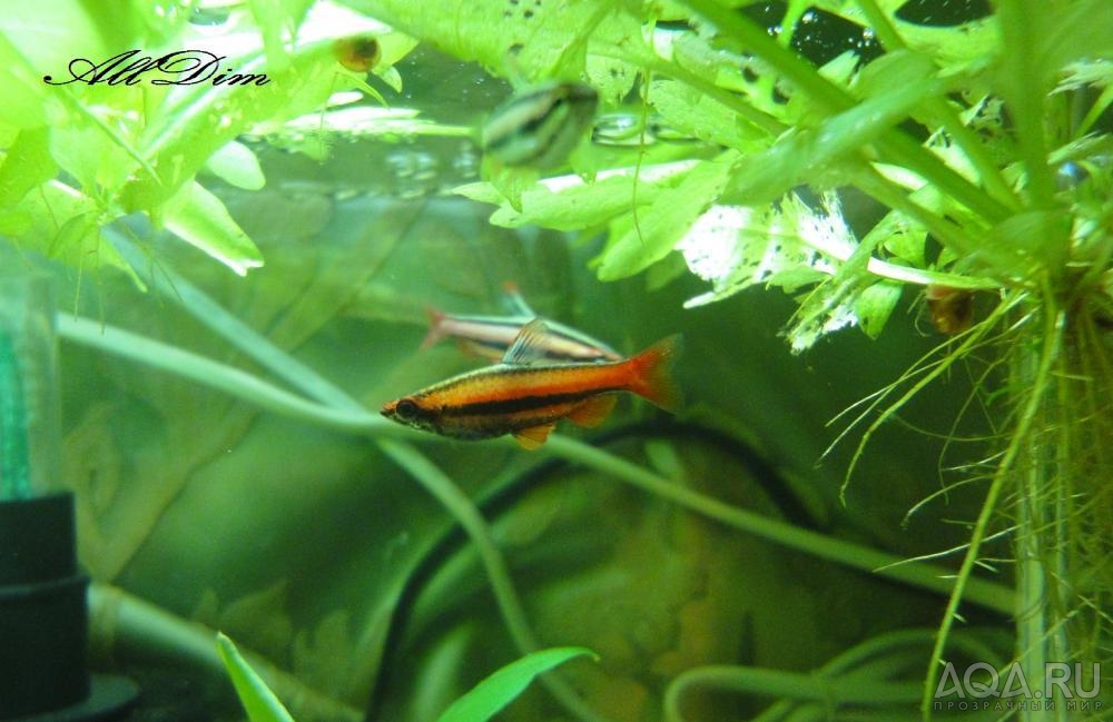 Нанностомус Красный (Nannostomus mortenthaleri)