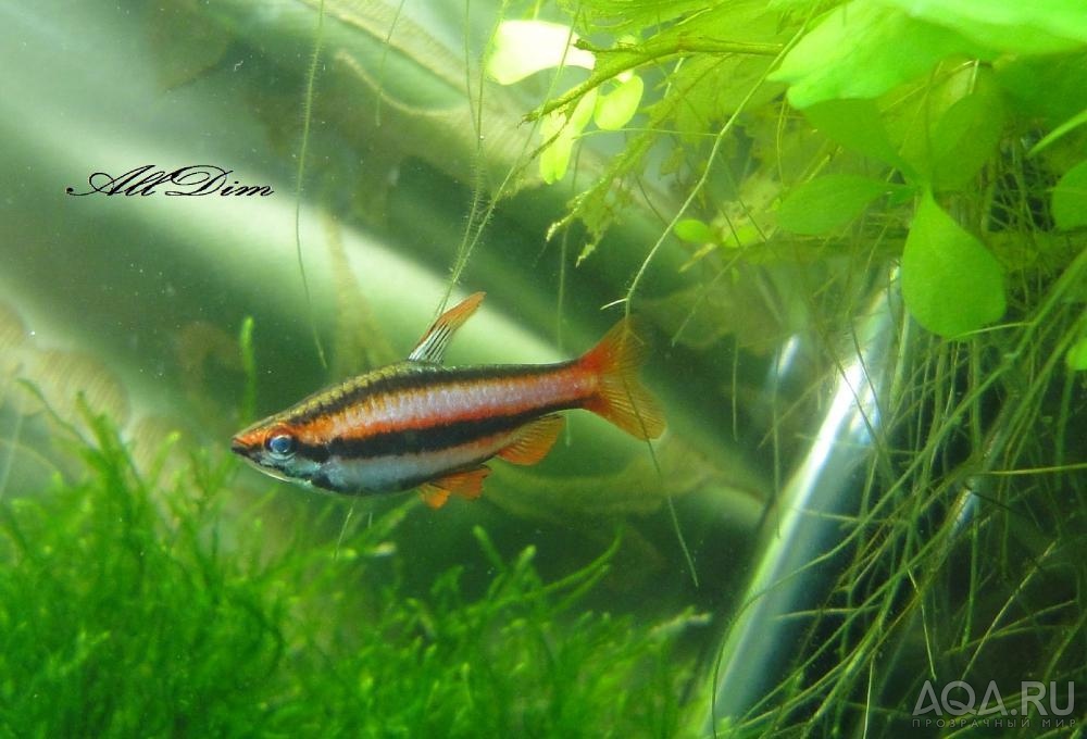 Нанностомус Красный (Nannostomus mortenthaleri)