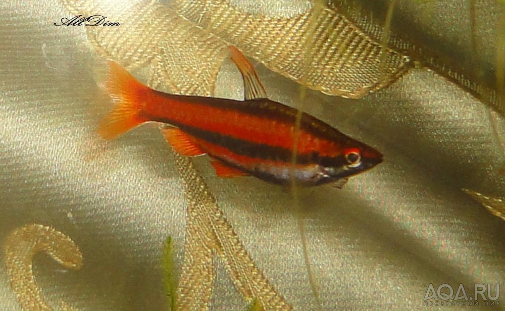 Нанностомус Красный (Nannostomus mortenthaleri)