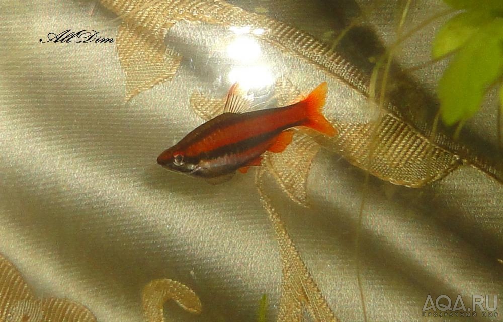 Нанностомус Красный (Nannostomus mortenthaleri)