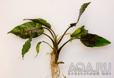 Cryptocoryne usteriana