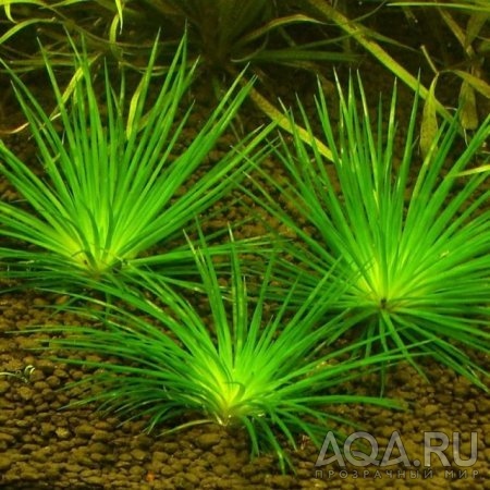 ЭРИОКАУЛОН СИНЕРИУМ (Eriocaulon sp. 