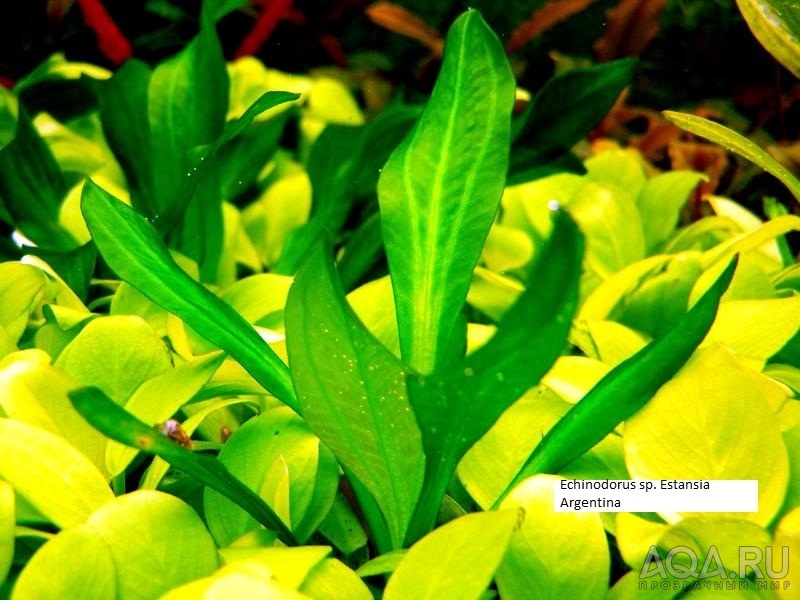 Echinodorus sp. Estansia Argentina