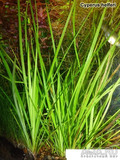 Циперус Хелфера (Cyperus helferi)