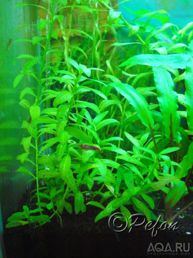 Гирофила многосеменная (Hygrophila polysperma)