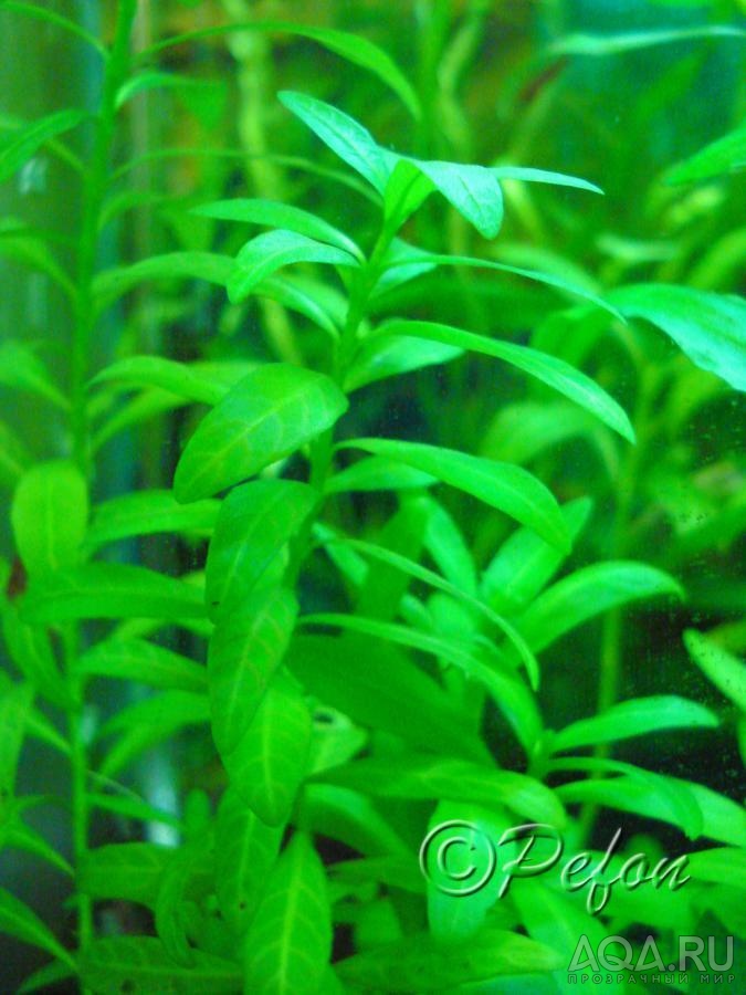 Гирофила многосеменная (Hygrophila polysperma)