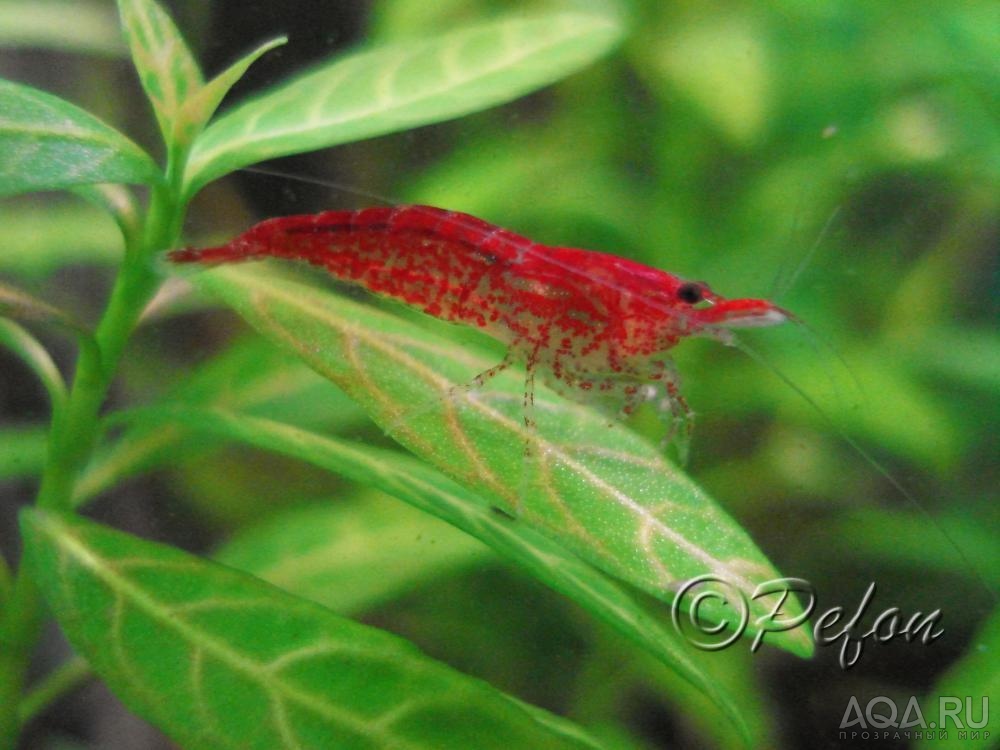 Гирофила многосеменная (Hygrophila polysperma)