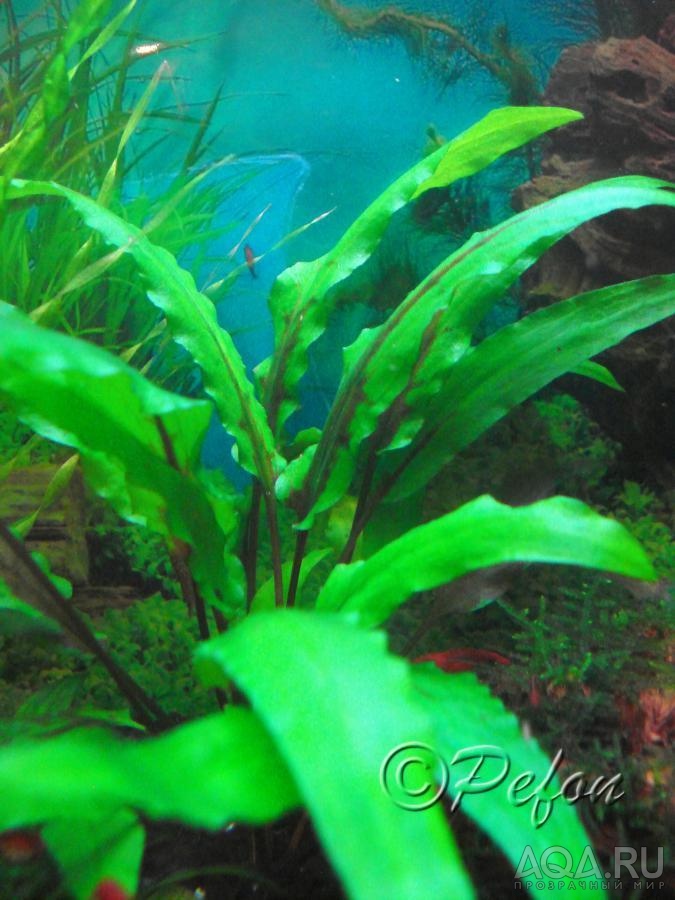 Криптокорина Лютея (Cryptocoryne lutea)