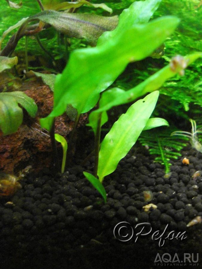 Криптокорина Лютея (Cryptocoryne lutea)