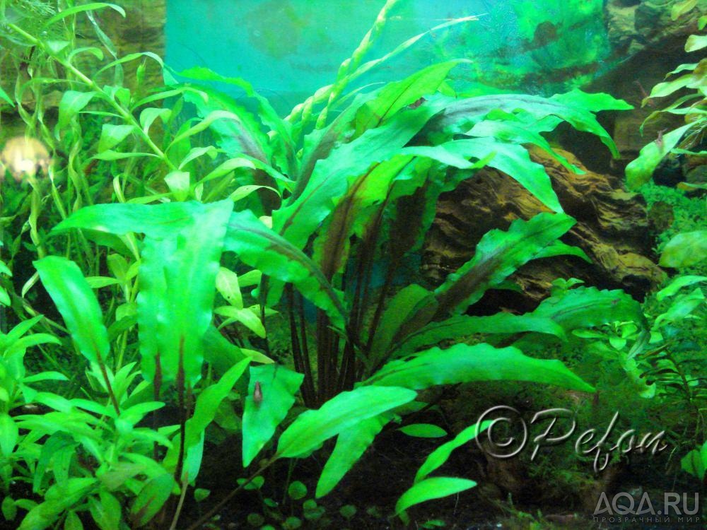 Криптокорина Лютея (Cryptocoryne lutea)