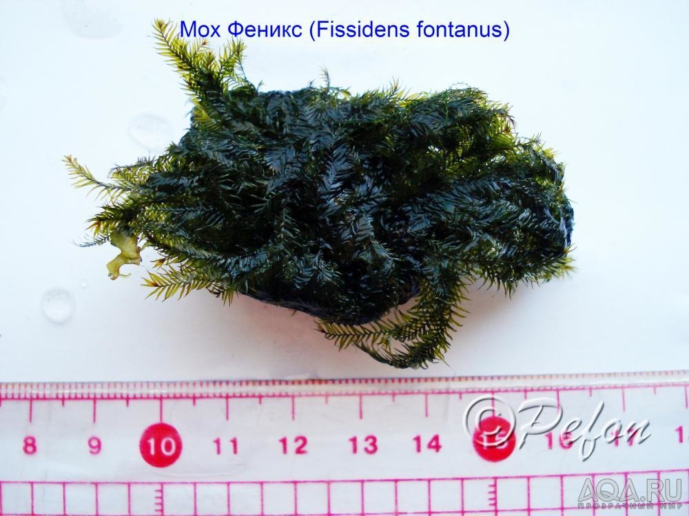 Мох Фиссиденс Фонтанус (Phoenix moss, Fissidens Fontanus)