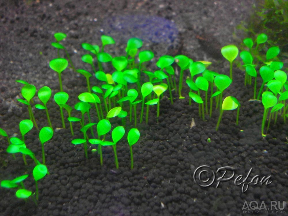 Марсилия (Marsilea hirsuta)