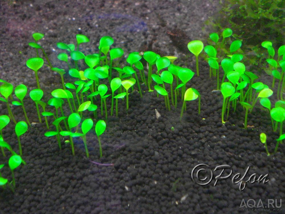 Марсилия (Marsilea hirsuta)