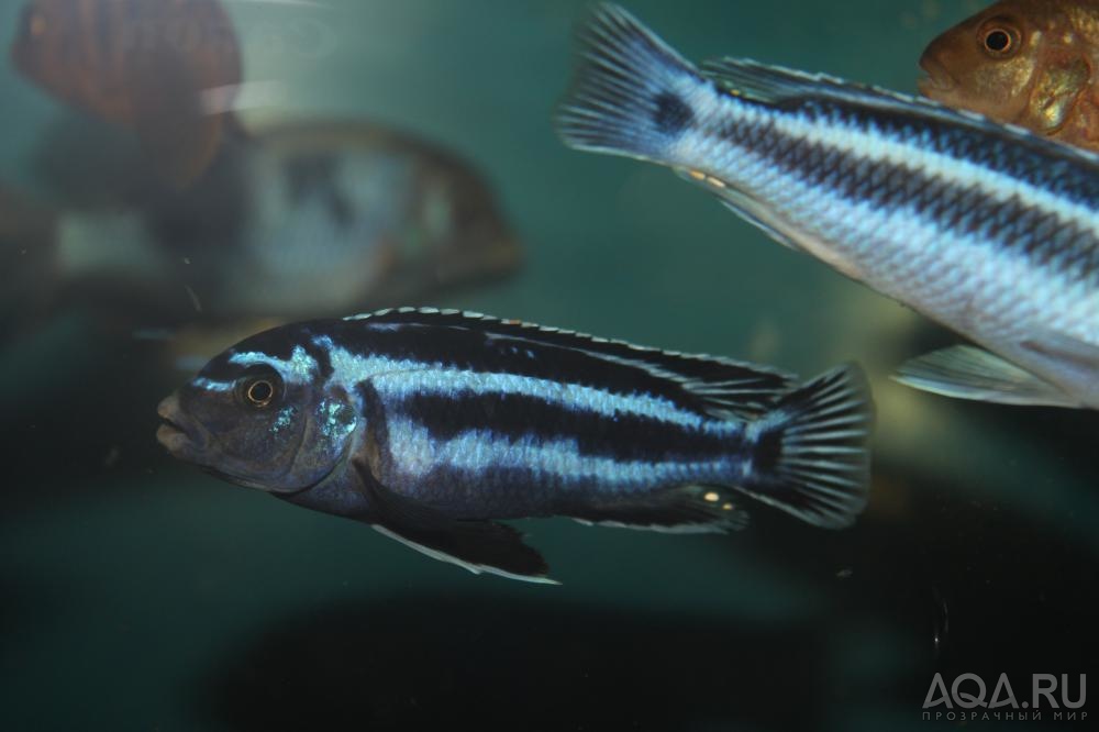 Melanochromis maingano (cyaneorhabdos) ( Меланохромис Майнгано)