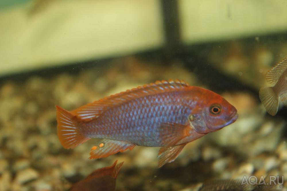 Jodotropheus sprengerae( Йодотрофеус Шпренгера)