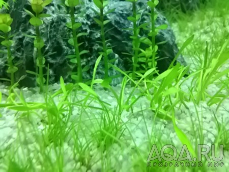 Cryptocoryne parva