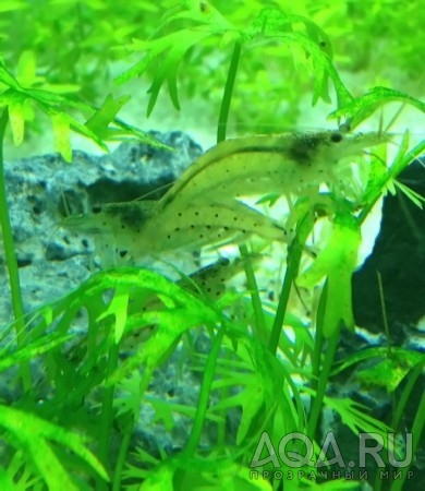 Amano shrimp