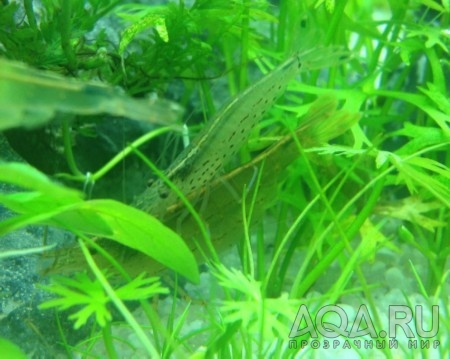 Amano shrimp mating