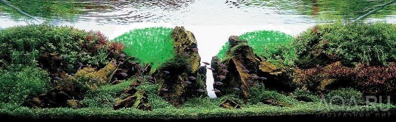 Aquascape