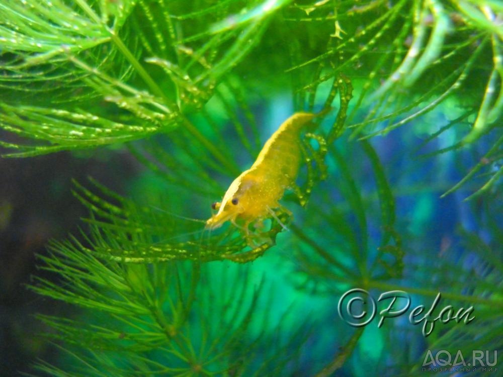 Жёлтые неоновые (Yellow Fire Shrimp Neocaridina Heteropoda var. Yellow)