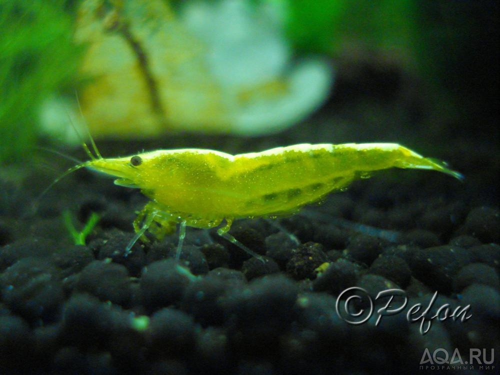 Жёлтые неоновые (Yellow Fire Shrimp Neocaridina Heteropoda var. Yellow)