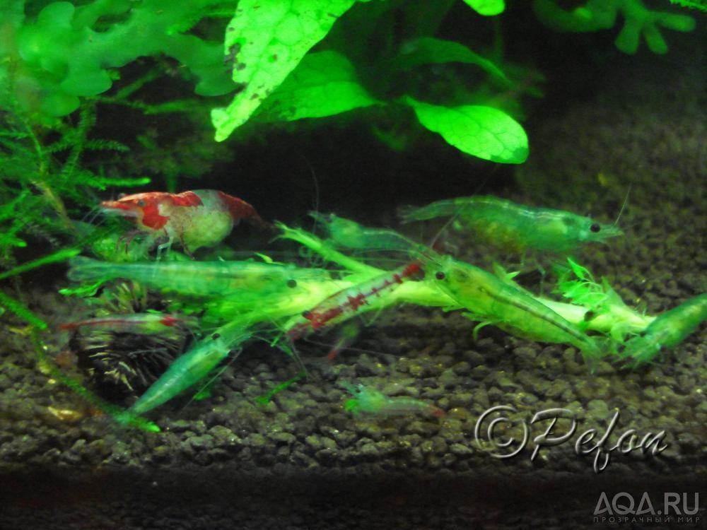 Зелёные (Caridina sp. Dark Green)