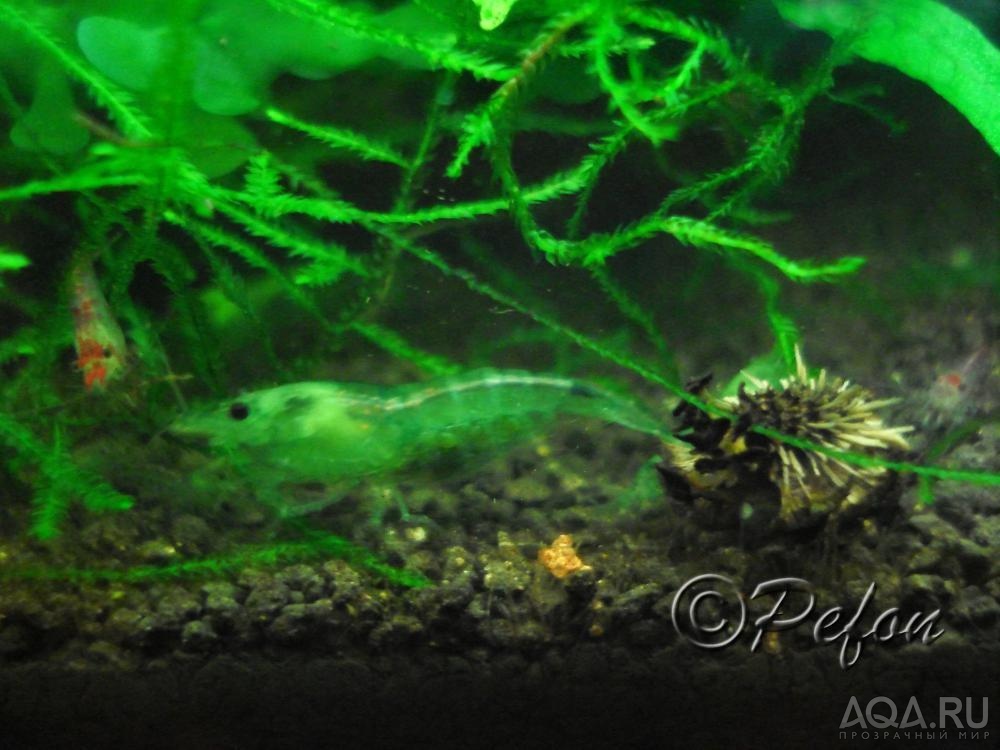 Зелёные (Caridina sp. Dark Green)