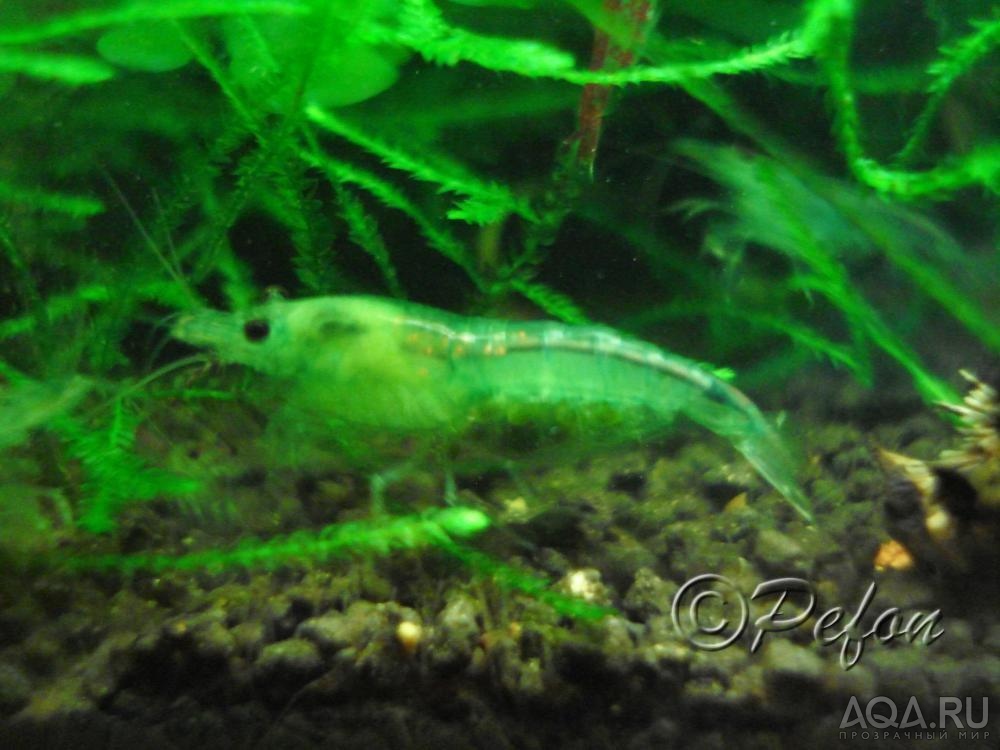 Зелёные (Caridina sp. Dark Green)