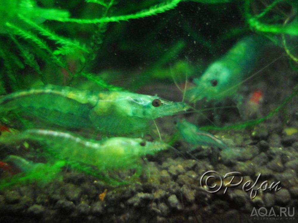 Зелёные (Caridina sp. Dark Green)