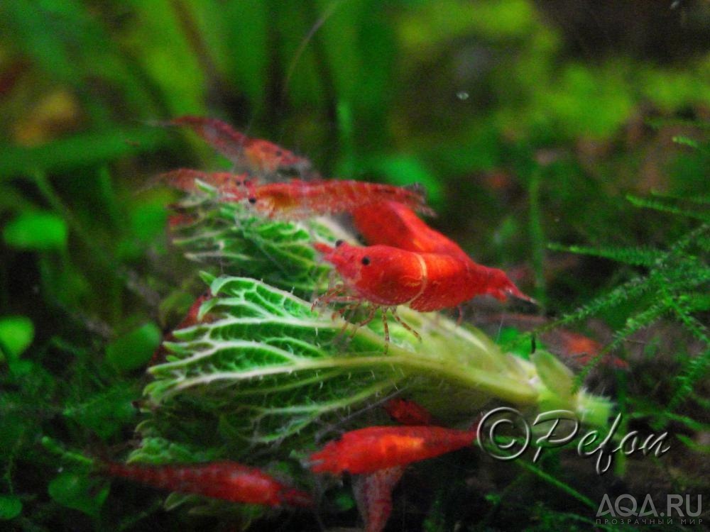 Красный огонь (Red Fire Neocaridina heteropoda var.Red)