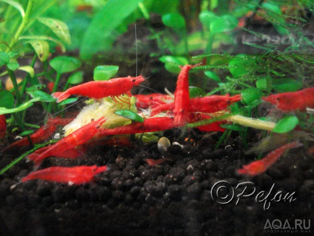 Красный огонь (Red Fire Neocaridina heteropoda var.Red)