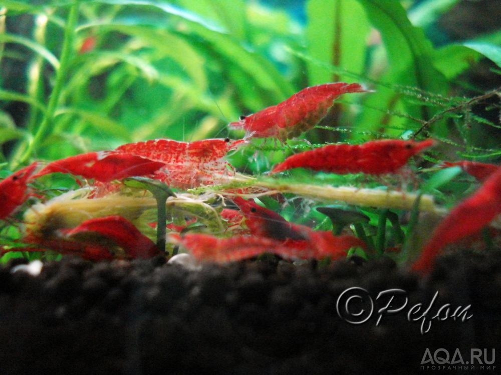 Красный огонь (Red Fire Neocaridina heteropoda var.Red)