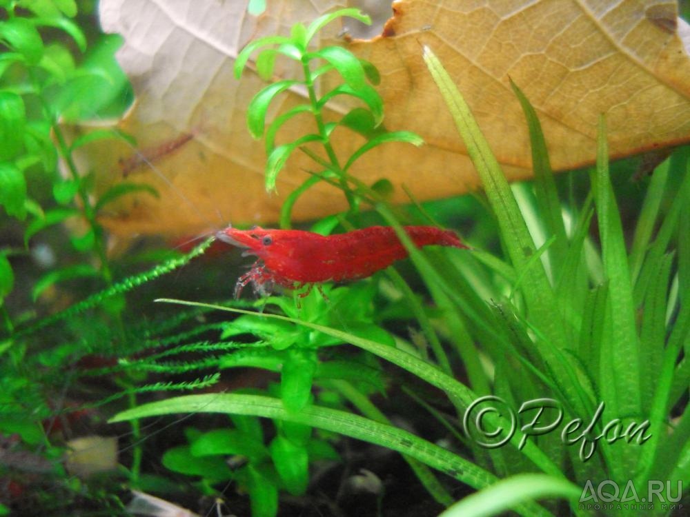 Красный огонь (Red Fire Neocaridina heteropoda var.Red)