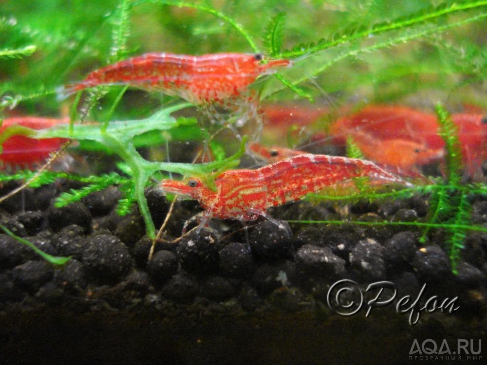 Красный огонь (Red Fire Neocaridina heteropoda var.Red)