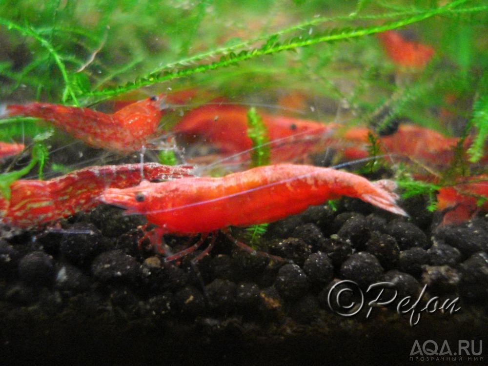 Красный огонь (Red Fire Neocaridina heteropoda var.Red)