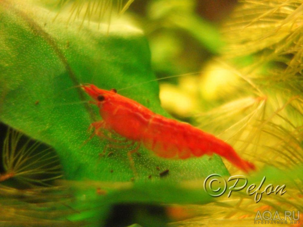 Red Cherry- Neocaridina Heteropoda