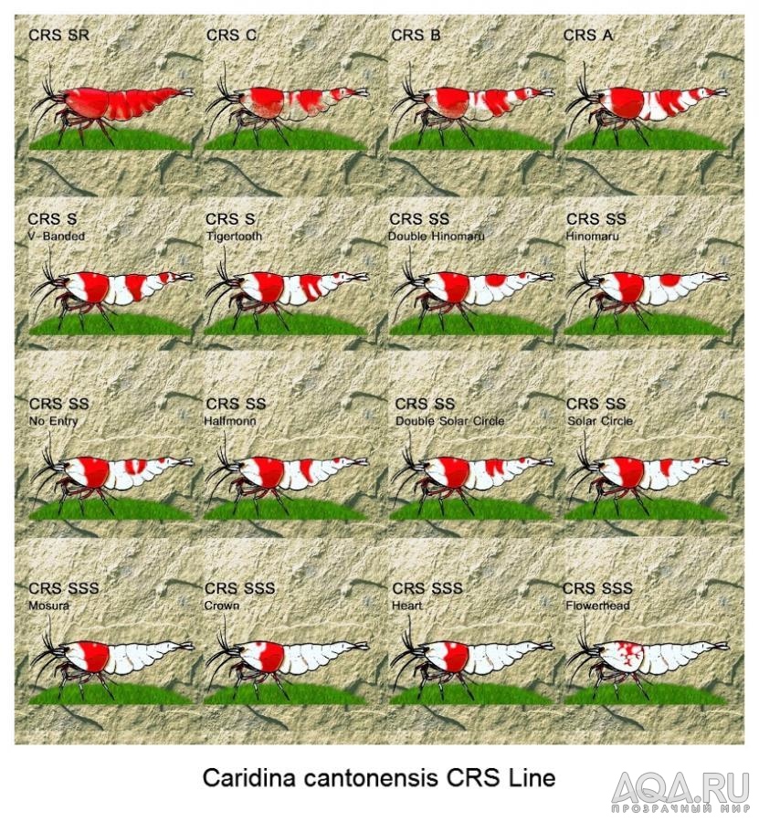 Caridina cantonensis CRS Line_hf