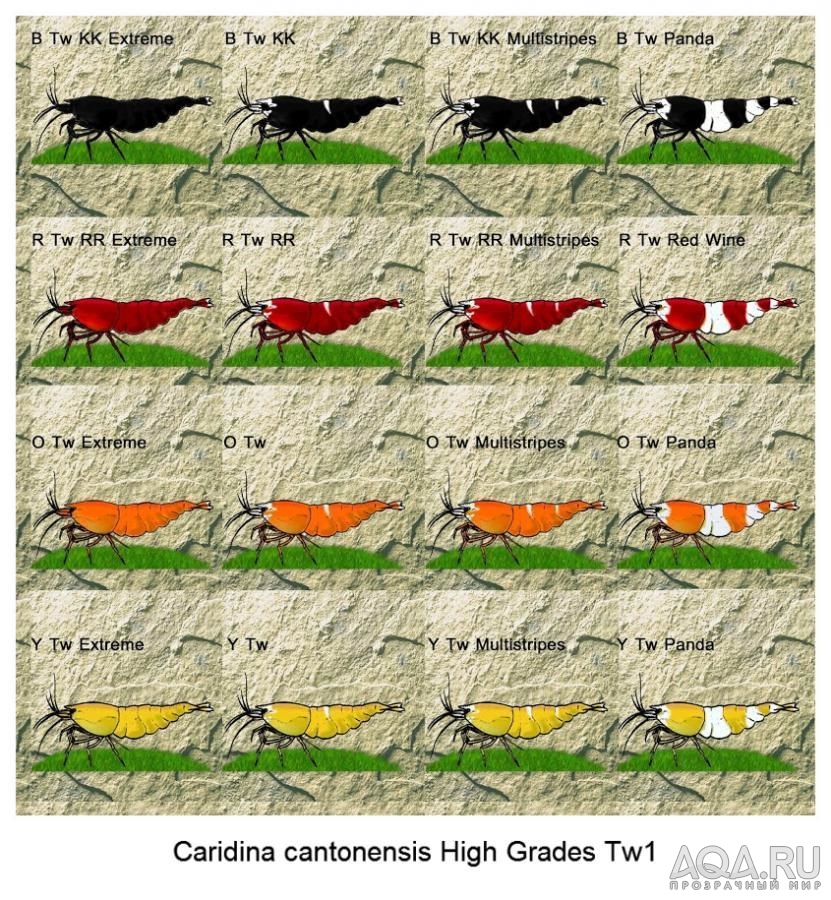 Caridina cantonensis High Grades Tw1