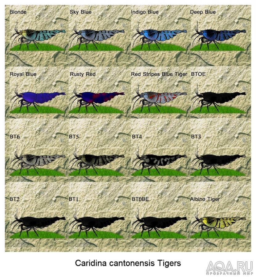 Caridina cantonensis Tigers