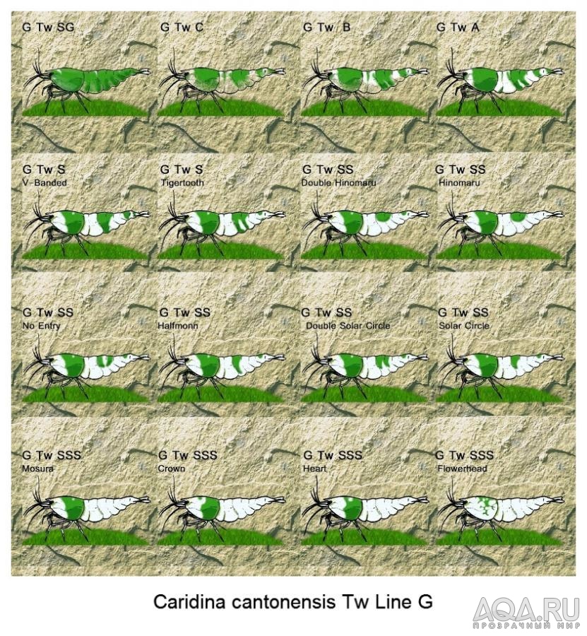 Caridina cantonensis Tw Line G