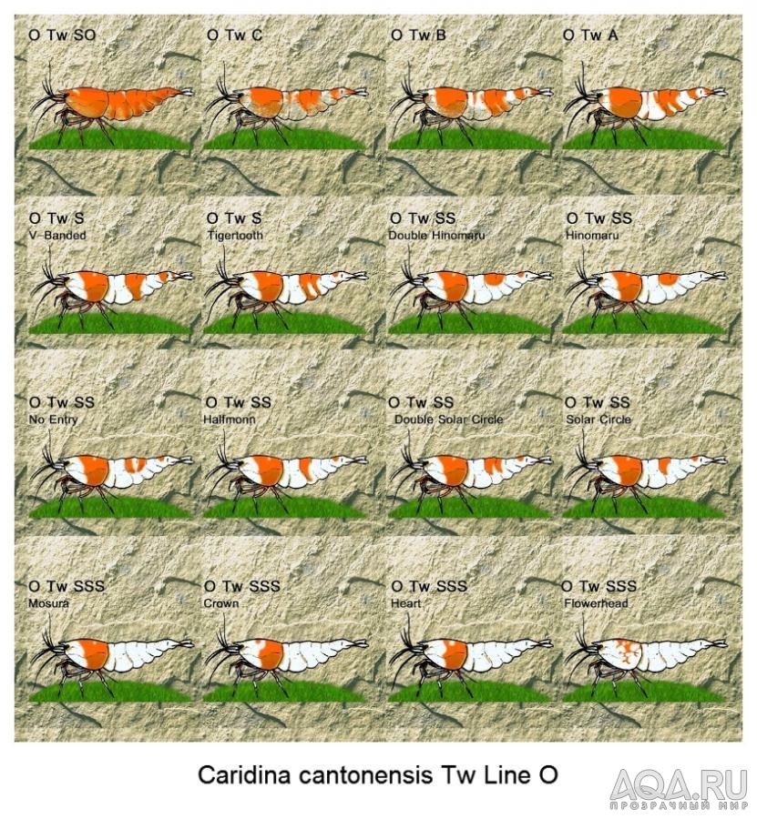 Caridina cantonensis Tw Line O