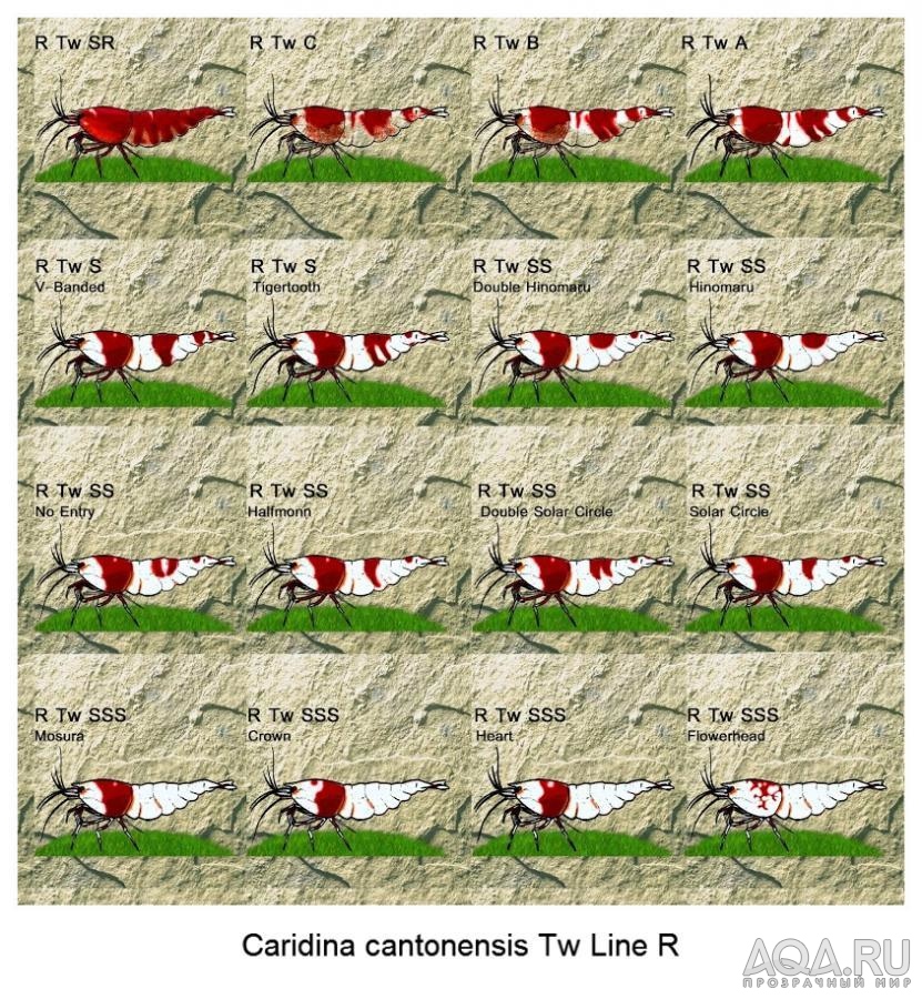 Caridina cantonensis Tw Line R