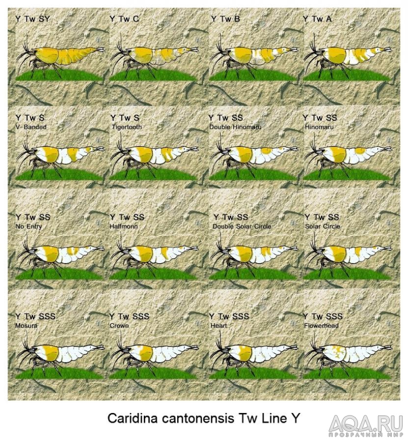 Caridina cantonensis Tw Line Y