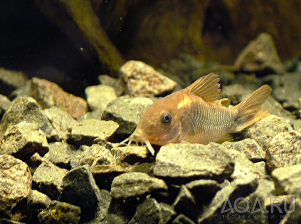 Corydoras aeneus - Сомик золотистый