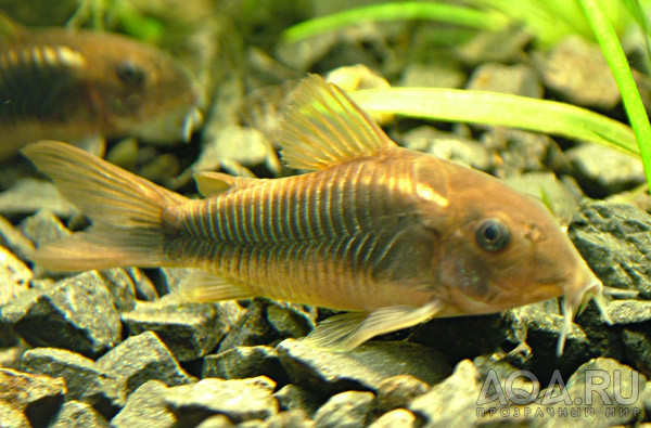 Corydoras aeneus - Сомик золотистый